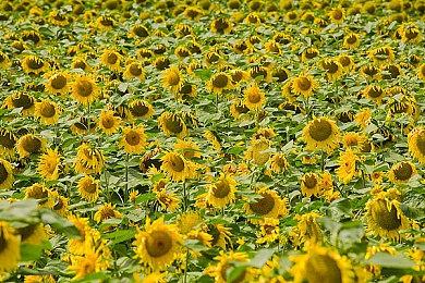 《赛博朋克2077》续作《赛博朋克2》将有在线多人模式